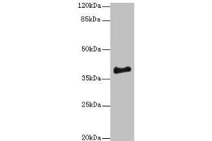 Western blot All lanes: ERLIN1 antibody at 4 μg/mL + Mouse brain tissue Secondary Goat polyclonal to rabbit IgG at 1/10000 dilution Predicted band size: 39 kDa Observed band size: 39 kDa (ERLIN1 anticorps  (AA 27-346))