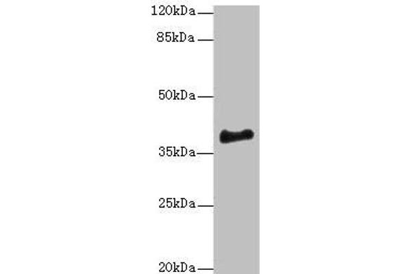 ERLIN1 anticorps  (AA 27-346)