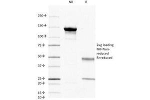 SDS-PAGE Analysis of Purified, BSA-Free CD45 Antibody (clone 2B11).