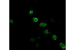 Image no. 3 for anti-Zinc Finger and SCAN Domain Containing 18 (ZSCAN18) antibody (ABIN1501856) (ZSCAN18 anticorps)
