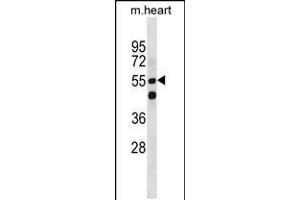Western blot analysis in mouse heart tissue lysates (35ug/lane). (SMARCD1 anticorps  (AA 309-335))