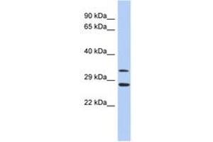 Image no. 1 for anti-Baculoviral IAP Repeat-Containing 7 (BIRC7) (C-Term) antibody (ABIN6744343) (BIRC7 anticorps  (C-Term))