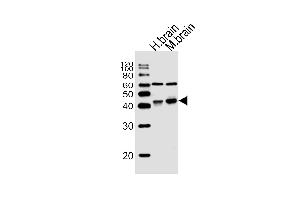 Western blot analysis of lysates from human brain, mouse brain tissue (from left to right), using WNT16 Antibody (C-term) (ABIN657146 and ABIN2846282). (WNT16 anticorps  (C-Term))