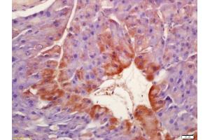 Formalin-fixed and paraffin embedded mouse pancreas labeled with Anti-Phospho-SGK1 (Ser422) Polyclonal Antibody, Unconjugated (ABIN745703) at 1:200 followed by conjugation to the secondary antibody and DAB staining