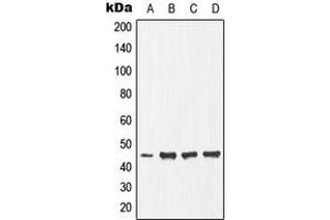 Western blot analysis of Ephrin B1 (pY317) expression in HepG2 (A), NIH3T3 (B), mouse heart (C), rat skeletal muscle (D) whole cell lysates. (Ephrin B1 anticorps  (C-Term, pTyr317))