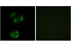 Immunofluorescence (IF) image for anti-Cadherin EGF LAG Seven Pass G-Type Receptor 3 (CELSR3) (AA 3195-3244) antibody (ABIN2890755) (CELSR3 anticorps  (AA 3195-3244))