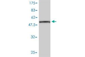 Western Blot detection against Immunogen (50.