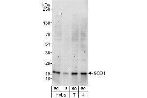 Western Blotting (WB) image for anti-Superoxide Dismutase 1, Soluble (SOD1) (AA 54-104) antibody (ABIN7453945)