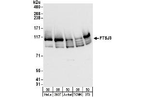 Western Blotting (WB) image for anti-FtsJ Homolog 3 (FTSJ3) (AA 625-675) antibody (ABIN7449881)