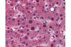 Anti-ZFAND6 antibody IHC of human liver.