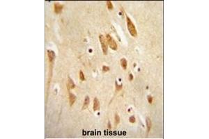 JNK1-/ antibody (ABIN654887 and ABIN2844539) immunohistochemistry analysis in formalin fixed and paraffin embedded human brain tissue followed by peroxidase conjugation of the secondary antibody and DAB staining.