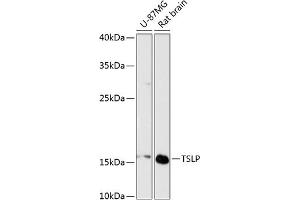 Western blot analysis of extracts of various cell lines, using TSLP antibody (ABIN6128843, ABIN6149624, ABIN6149626 and ABIN6217014) at 1:3000 dilution. (Thymic Stromal Lymphopoietin anticorps  (AA 29-159))