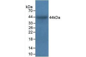 Detection of Recombinant ITGa5, Bovine using Polyclonal Antibody to Integrin Alpha 5 (ITGa5) (ITGA5 anticorps  (AA 649-900))