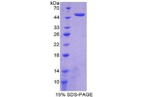 SDS-PAGE (SDS) image for Interferon, alpha 21 (IFNa21) (AA 25-189) protein (His tag,GST tag) (ABIN1170718)