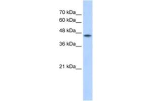 Western Blotting (WB) image for anti-Protein O-Fucosyltransferase 2 (POFUT2) antibody (ABIN2462907)