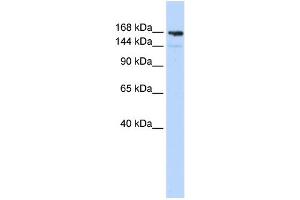 WB Suggested Anti-PPL Antibody Titration:  0. (PPL anticorps  (Middle Region))