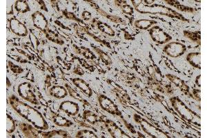 ABIN6277755 at 1/100 staining Human kidney tissue by IHC-P. (AGO1 anticorps  (Internal Region))