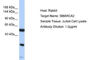 Host: Rabbit Target Name: SMARCA2 Sample Type: Jurkat Whole Cell lysates Antibody Dilution: 1. (SMARCA2 anticorps  (N-Term))