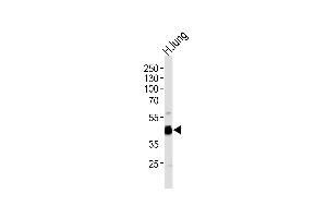 Western blot analysis of lysate from human lung tissue lysate, using RAGE Antibody (Center) (ABIN390897 and ABIN2841104). (RAGE anticorps  (AA 206-234))