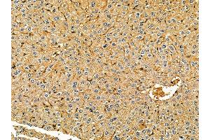ABIN7095531 and ABIN7099588 at 1/100 staining mouse liver tissue by IHC-P. (SNX16 anticorps)