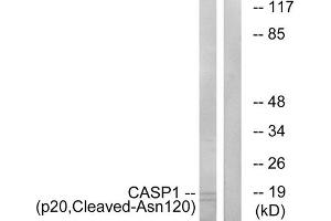 Western blot analysis of extracts from rat eye cells, using CASP1 (p20, Cleaved-Asn120) antibody. (Caspase 1 anticorps  (Cleaved-Asn120, Internal Region))