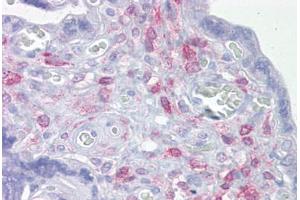 Anti-ING3 antibody IHC staining of human placenta. (ING3 anticorps  (AA 216-265))