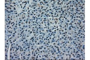 Immunohistochemical staining of paraffin-embedded pancreas tissue using anti-MAPK1mouse monoclonal antibody. (ERK2 anticorps)