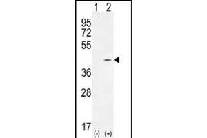 Western blot analysis of PTK9L (arrow) using rabbit polyclonal PTK9L Antibody (N-term) (ABIN655611 and ABIN2845093). (TWF2 anticorps  (N-Term))