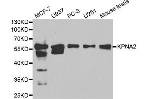 Western blot analysis of extracts of various cell lines, using KPNA2 antibody. (KPNA2 anticorps)