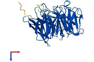 AlphaFold protein structure predicition of Human Recombinant DCAF7 Protein, UniprotID P61962