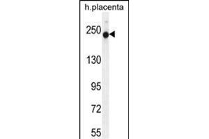 RUSC2 Antibody (N-term) (ABIN656030 and ABIN2845404) western blot analysis in human placenta tissue lysates (35 μg/lane). (RUSC2 anticorps  (N-Term))