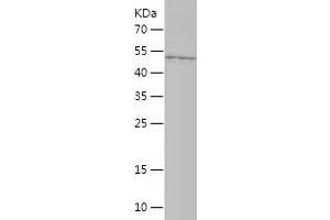 Western Blotting (WB) image for Mitochondrial Fission Factor (MFF) (AA 1-238) protein (His-IF2DI Tag) (ABIN7123976)