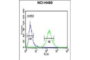 X Antibody (C-term) (ABIN652730 and ABIN2842484) flow cytometric analysis of NCI- cells (right histogram) comred to a negative control cell (left histogram).