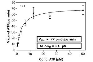 Image no. 1 for tyrosine Kinase, Non-Receptor, 2 (TNK2) (AA 110-476) (Active) protein (His-GST) (ABIN5569770)