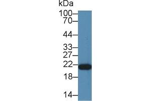 Detection of PEBP1 in Mouse Liver lysate using Polyclonal Antibody to Phosphatidylethanolamine Binding Protein 1 (PEBP1) (PEBP1 anticorps  (AA 2-187))
