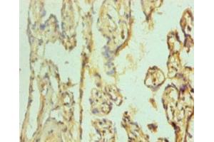 Immunohistochemistry of paraffin-embedded human placenta tissue using ABIN7164069 at dilution of 1:100