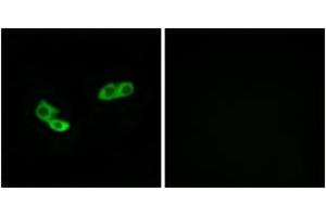 Immunofluorescence analysis of LOVO cells, using OR56A3 Antibody.