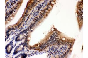 Anti- PDPK1 Picoband antibody, IHC(P) IHC(P): Mouse Intestine Tissue