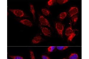Confocal immunofluorescence analysis of U2OS cells using ATAD3B Polyclonal Antibody at dilution of 1:100.
