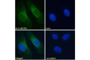 ABIN185240 Immunofluorescence analysis of paraformaldehyde fixed HeLa cells, permeabilized with 0. (GAPDH anticorps  (C-Term))