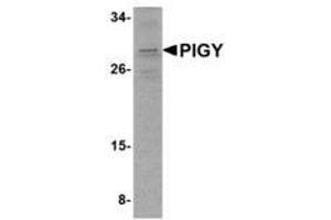 Image no. 1 for anti-Phosphatidylinositol Glycan Anchor Biosynthesis, Class Y (PIGY) (C-Term) antibody (ABIN341707) (PIGY anticorps  (C-Term))