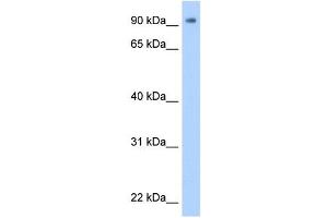 WB Suggested Anti-ZNF408 Antibody Titration:  0. (ZNF408 anticorps  (N-Term))