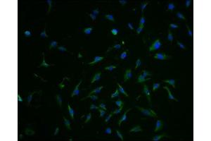 Immunofluorescence staining of U251 cells with ABIN7152226 at 1:100, counter-stained with DAPI. (SLC1A3 anticorps  (AA 146-236))