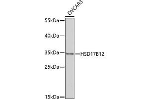 Western blot analysis of extracts of OVC cells, using HSD17B12 antibody (ABIN7267808) at 1:1000 dilution. (HSD17B12 anticorps  (AA 43-312))