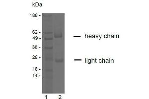 SDS-PAGE analysis of purified YD-4E9 monoclonal antibody. (Claudin 9 anticorps)
