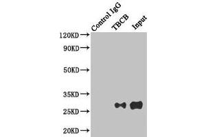 Immunoprecipitating TBCB in Hela whole cell lysate Lane 1: Rabbit control IgG instead of (1 μg) instead of ABIN7173734 in Hela whole cell lysate. (TBCB anticorps  (AA 1-244))