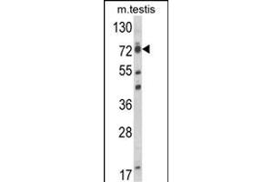 Western blot analysis of ELL Antibody (C-term) (ABIN653432 and ABIN2842876) in mouse testis tissue lysates (35 μg/lane). (ELL anticorps  (C-Term))