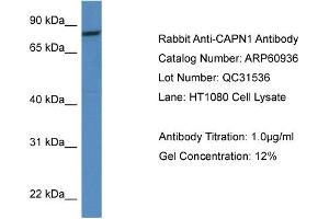 Western Blotting (WB) image for anti-Calpain 1, Large Subunit (CAPNL1) (Middle Region) antibody (ABIN2788625) (CAPNL1 anticorps  (Middle Region))