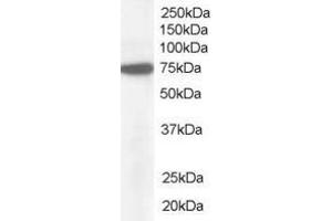 Image no. 1 for anti-Nucleoporin 85kDa (NUP85) (AA 598-610) antibody (ABIN292534) (NUP85 anticorps  (AA 598-610))