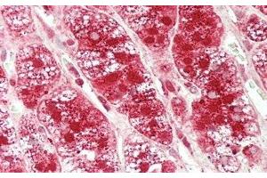 Detection of GLa in Human Adrenal Gland Tissue using Polyclonal Antibody to Galactosidase Alpha (GLa) (GLA anticorps  (AA 147-371))
